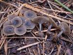 Arrhenia obscurata - Fungi Species
